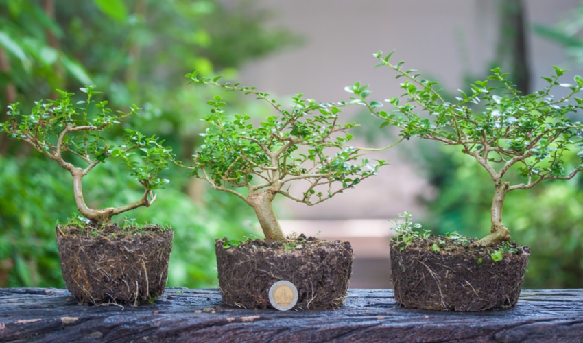 bonsai-garden bonsai-garden