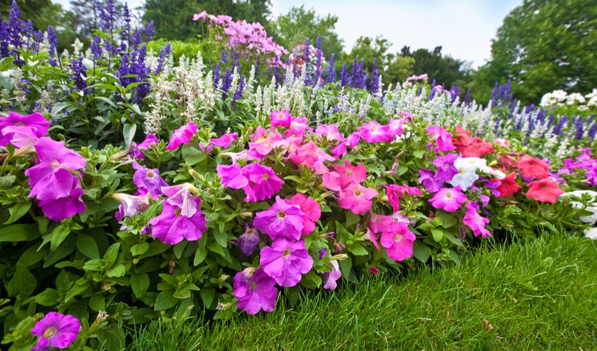 flower-garden flower-garden