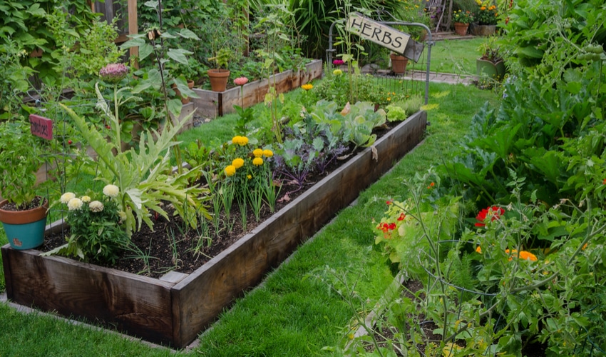 herb-vegetable-garden herb-vegetable-garden