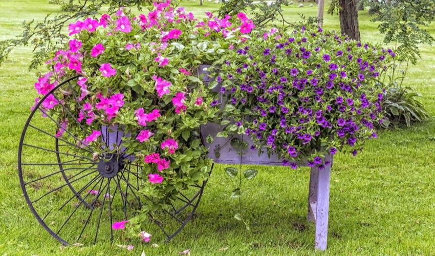 wheelbarrow-flower-design wheelbarrow-flower-design